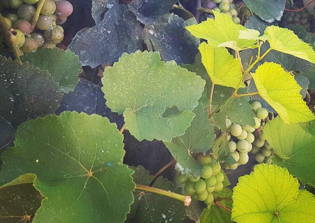 CapriMoonlight's tweet photo. La vendemmia 2018 si avvicina e noi stiamo già facendo spazio in cantina 🍇

Carichi e pronti a raccogliere gli straordinari frutti del nostro lavoro 🙂

#vendemmia2018 #September #caprimoonlight #wine #winecompany https://t.co/B61WR3vwq7