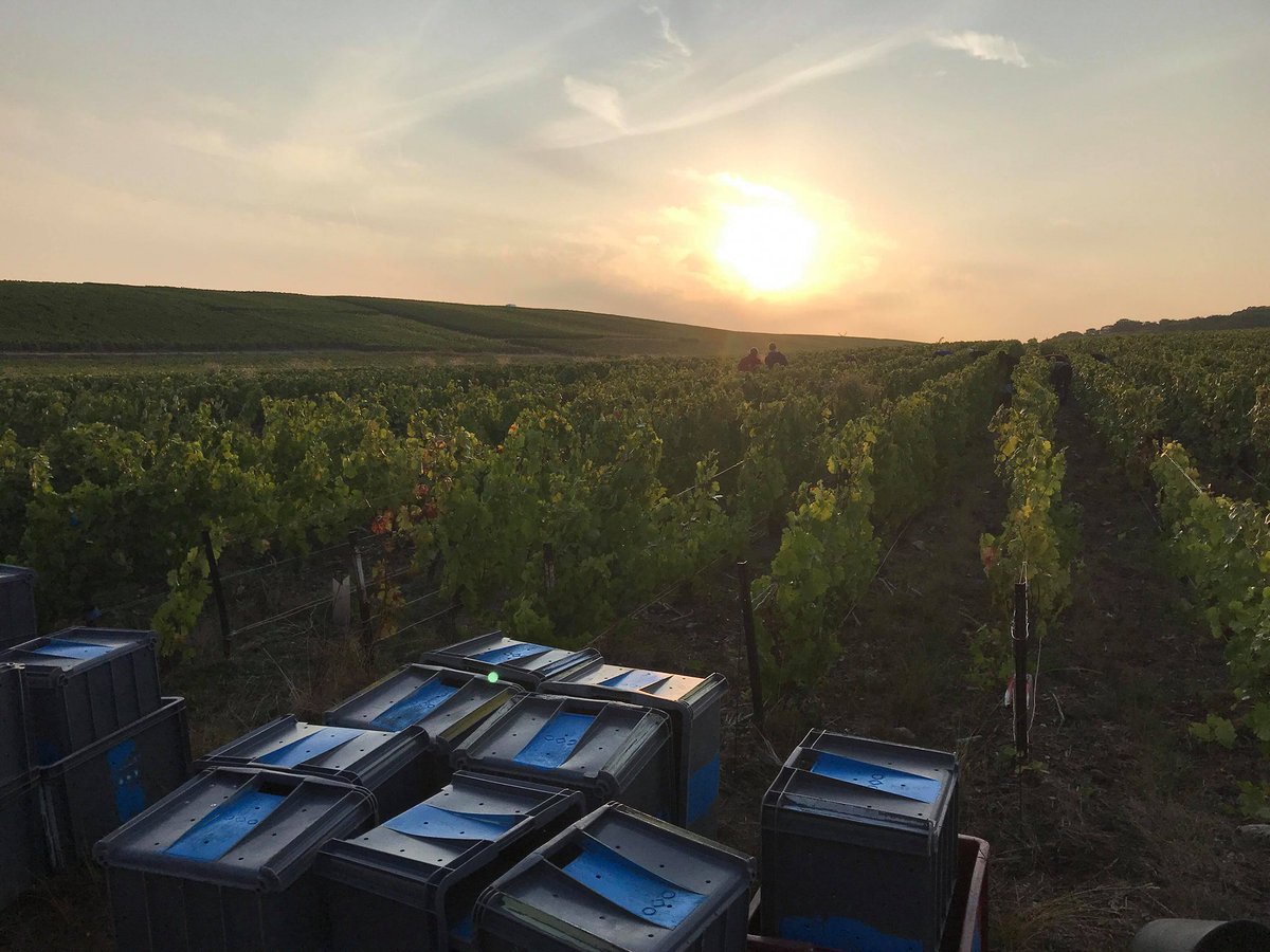 C'est parti... Extraordinaire ! #champagne #mailly #maillylove #vendange2018 #qualité #grandcru #terroirchic Merci à Xavier Muller pour cette magnifique photographie.