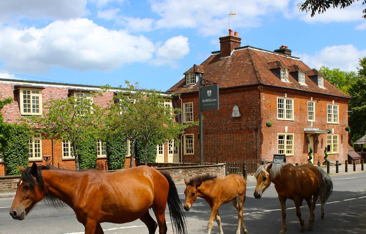 WeAcceptPets's tweet photo. The Bell Inn offers beautiful dog friendly accommodation in the enchanting New Forest.
https://t.co/Q7z8Y9Tqmy
#DogFriendly #NewForest #Hampshire #Accommodation #Lynhurst #England #Staycation #NationalPark https://t.co/PLgex32gNZ