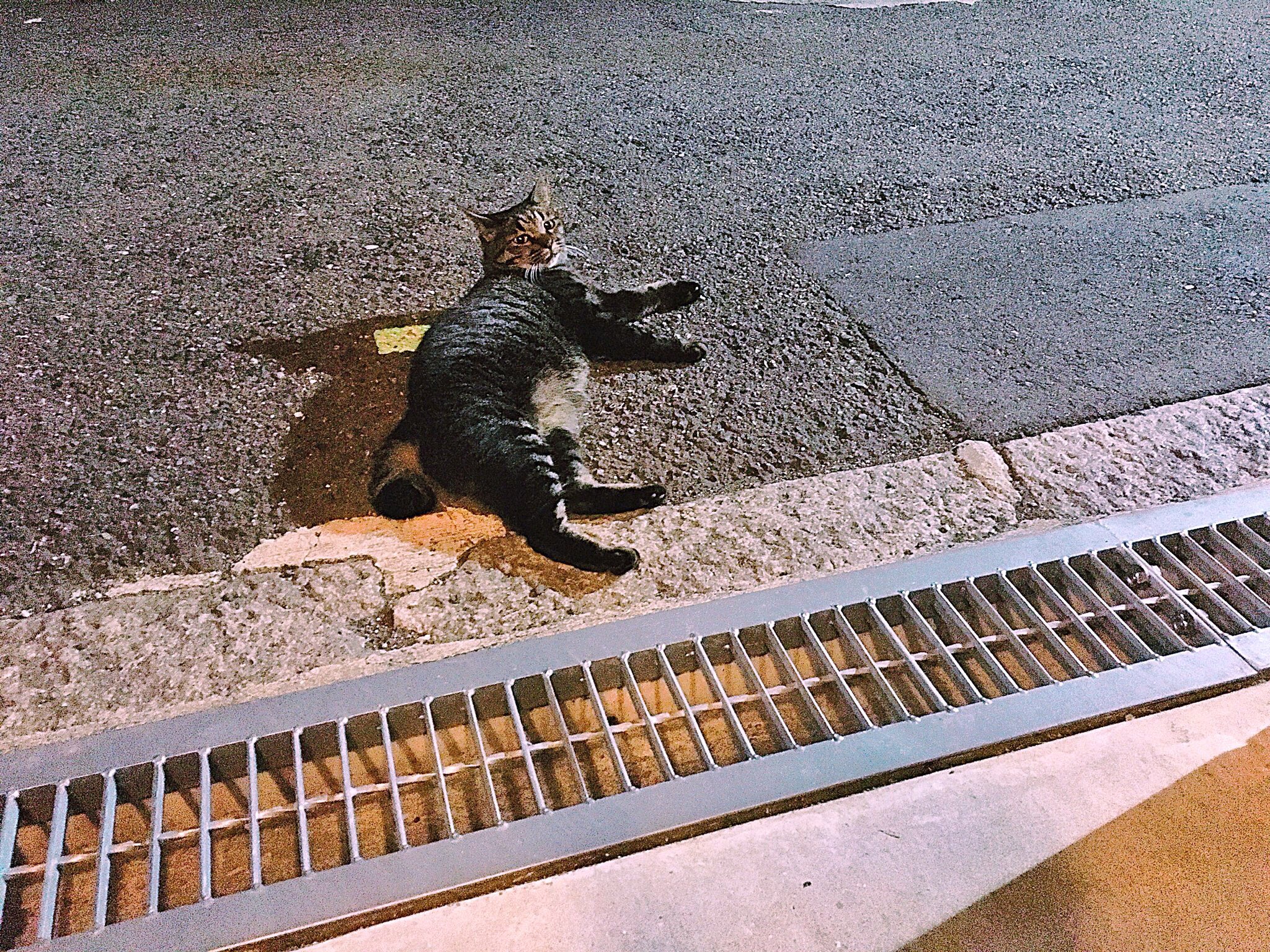 キッシー Kisshy Twitter પર 街猫ヤンちゃんがいない反対の道から帰ったら家の前にやってきて 撫でてくれとドテッと寝転ぶヤンチがいた タイヤに轢かれるから敷地内に入ってくれよん 街ねこ ヤンちゃん