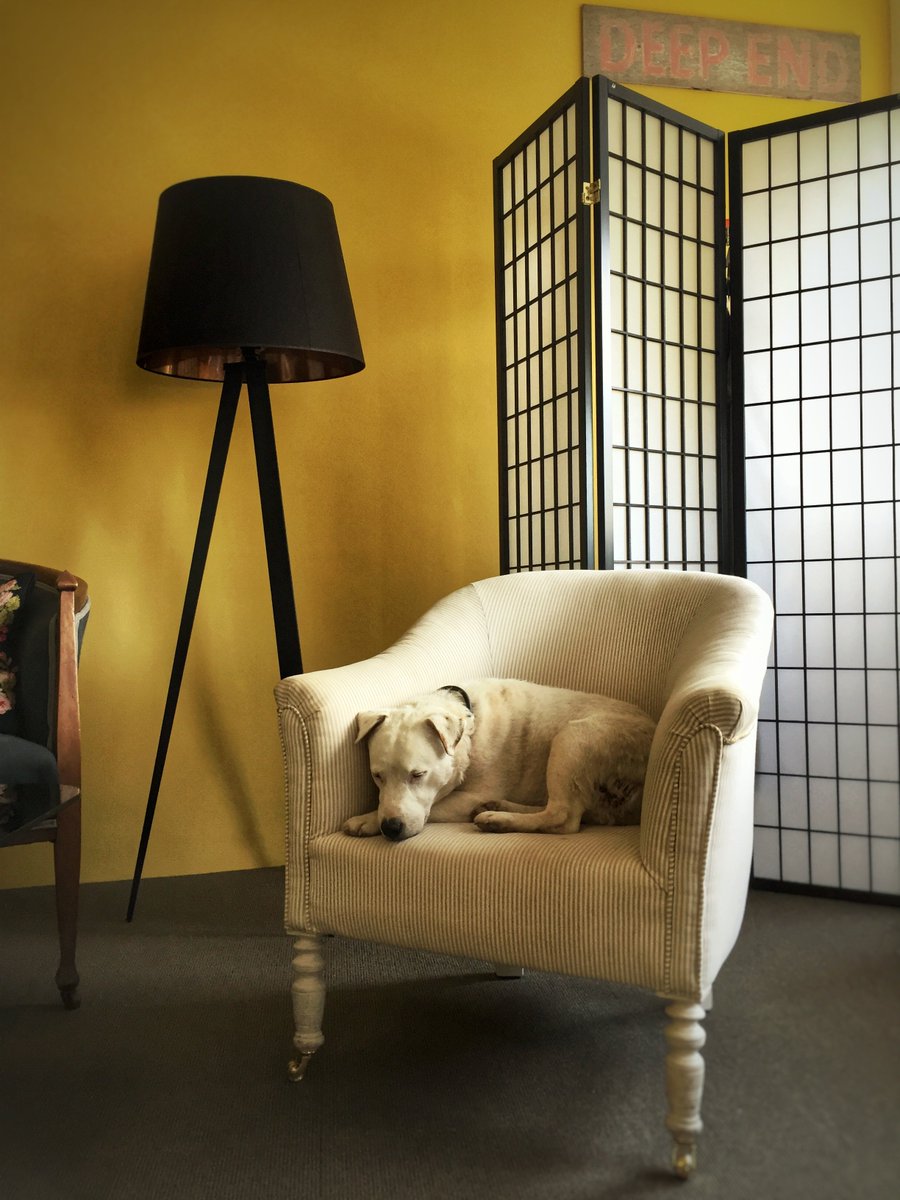 iconbristol's tweet photo. Bank holiday blues? Alphie, too. #NationalDogDay #bankholiday #bankholidayblues #backtowork #tuesdaymotivation #officedog #LifeAtIcon https://t.co/uI2whajB23