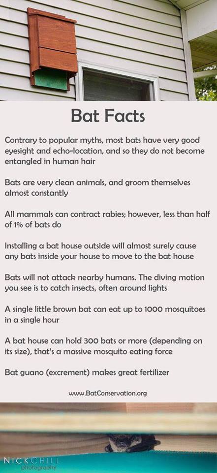 SoCalWild's tweet photo. Just the facts. The bat facts. #Bats https://t.co/FvenDh4oOh