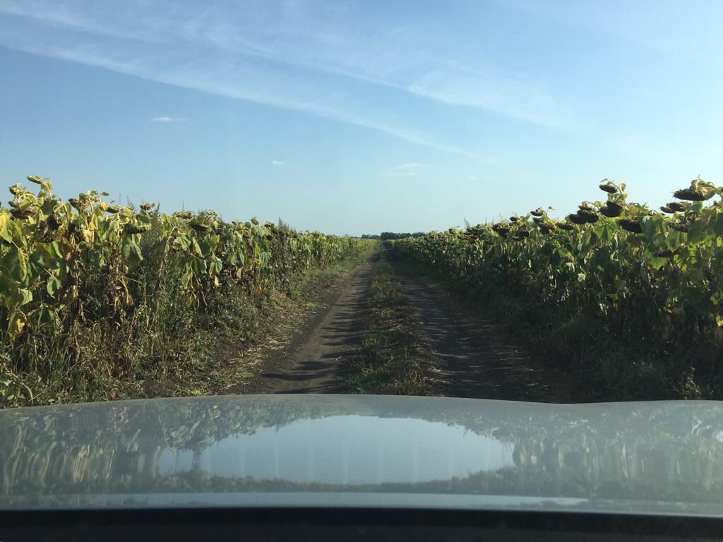 Checking out the start of the early sunflower harvest at the farm in Kyiv oblast of Dutch farmer Adri van Hoof.
