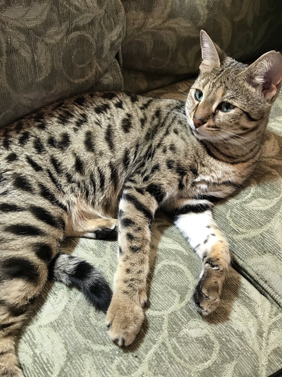 NatsRallyCat's tweet photo. It’s #HaiTimTuesday ! We send big hugs and a “HAI!” to @tkbgamer and @timzmom
Lots of love from the #RallyCats 💙🐾💙
#Pika #Snix #Rani https://t.co/TCN9g2Y1Ri