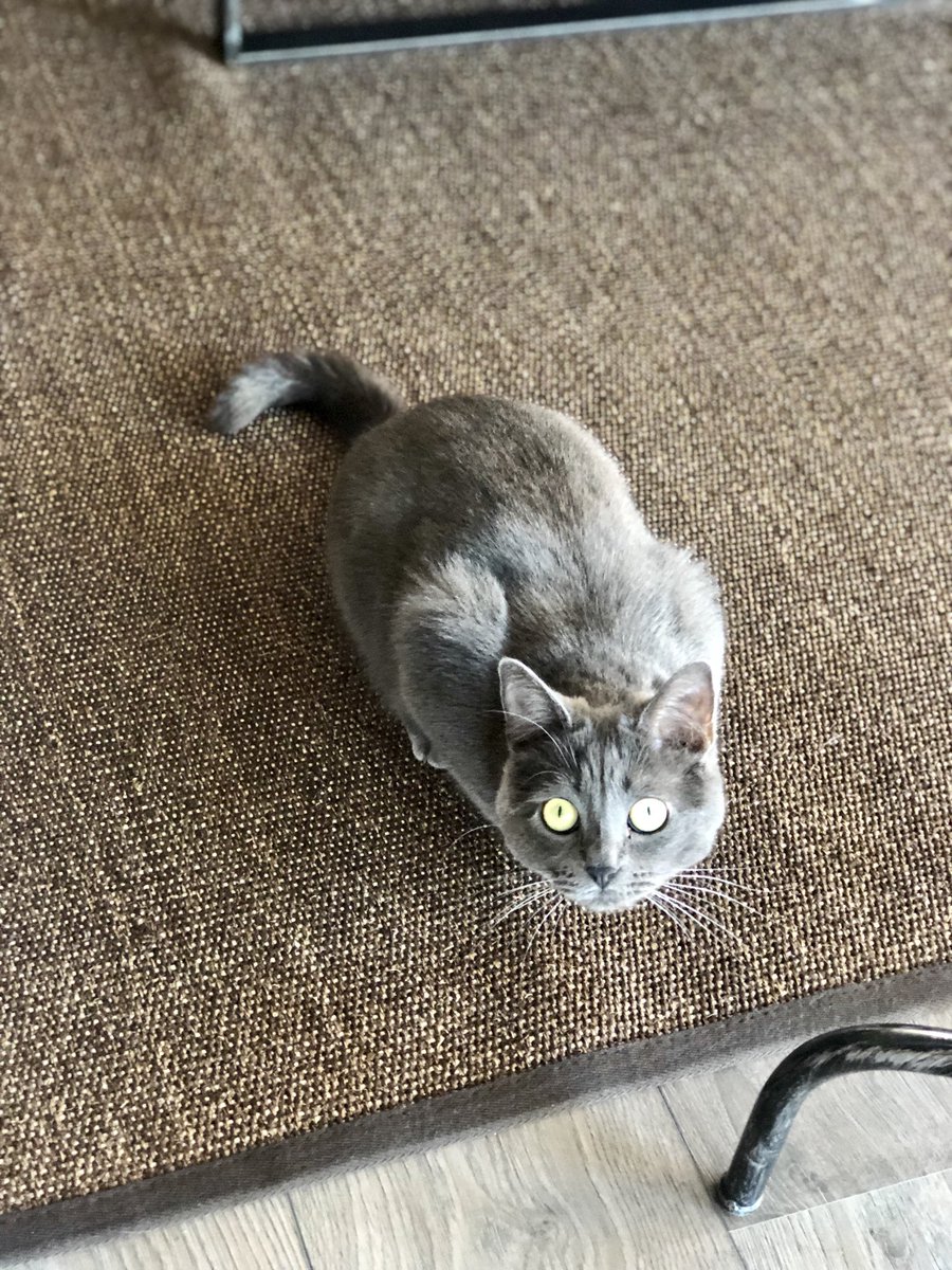 agathe_hmrl's tweet photo. Bon le village de Dahlenheim ne vous parle sûrement pas, et certainement que ça ne vous intéressera pas beaucoup, mais je tente quand même. J’ai perdu mon chat, une petite femelle grise de 3 ans, yeux vert, pucée, sans collier, très câline ... Pas vu depuis lundi matin, rt svp 🙏 https://t.co/bmqzbzSDVc