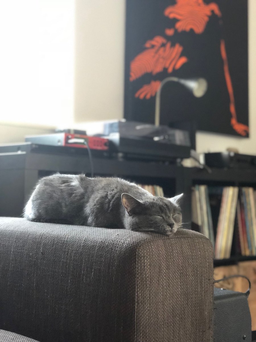 agathe_hmrl's tweet photo. Bon le village de Dahlenheim ne vous parle sûrement pas, et certainement que ça ne vous intéressera pas beaucoup, mais je tente quand même. J’ai perdu mon chat, une petite femelle grise de 3 ans, yeux vert, pucée, sans collier, très câline ... Pas vu depuis lundi matin, rt svp 🙏 https://t.co/bmqzbzSDVc