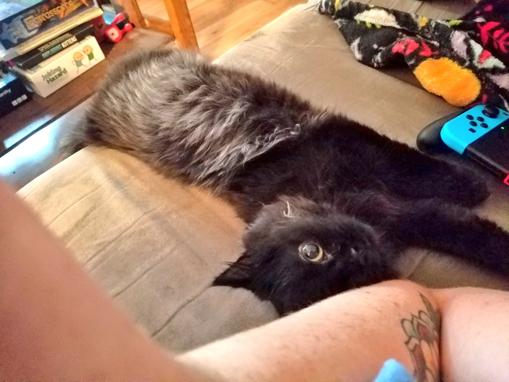 Ballpit_Gangsta's tweet photo. Stop growing so fast, sir!
#smokecat
#CatsOfTwitter https://t.co/vWZAhYAUUO