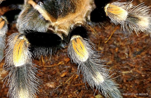 Tarantulas Bristol tweet media