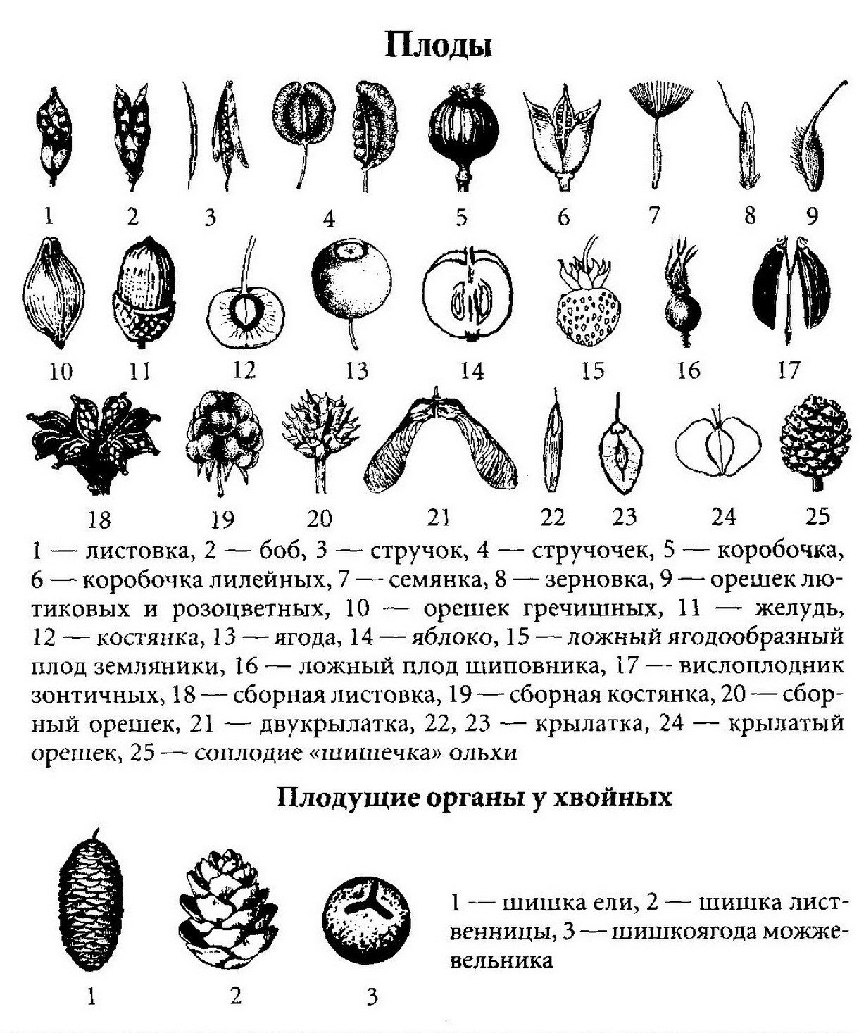 Тип плода у растений