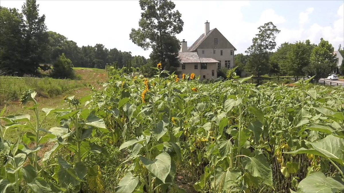 At the heart of the Serenbe community near Palmetto, Georgia is <a href="/SerenbeFarms/">Serenbe Farms</a>, which serves to provide nourishing food for the community, offer hands on education, and build community through food and farming. farm-monitor.com/video/?show=UF…