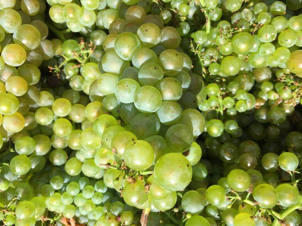 LeGrappillon's tweet image. 28-08-2018 Oogst 2018 #Antech #Limoux #Pinotnoir en #Chardonnay