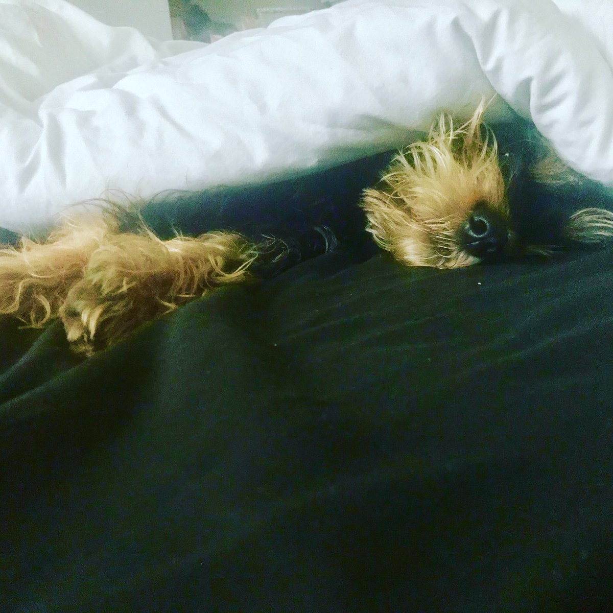 takethehound's tweet photo. Oh no they have found me.......do I really have to get up ????? #Dog #dogsofinstagram #doglover #DogsofTwittter #petsofinstagram https://t.co/CWnLRui1IW