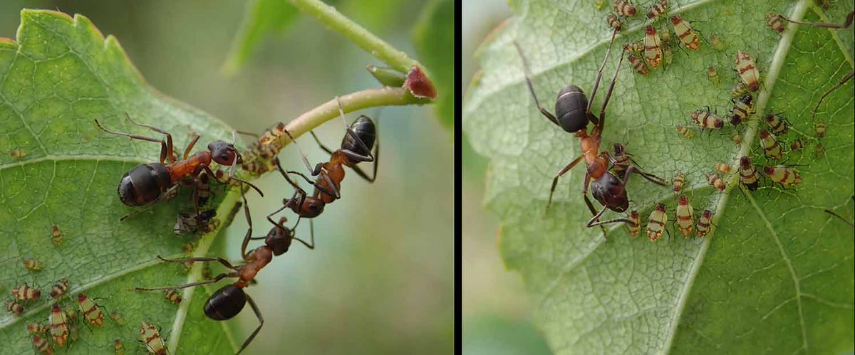Buzz_dont_tweet's tweet photo. Narrow-headed ants tending birch aphids @ Chudleigh Knighton Heath Devon. Aphid honeydew is an important dietary component for these ants, equal to an ‘ant energy drink’.
Find out more about our @NatureBftB Narrow-headed ant project here: https://t.co/8R1LQGK1c5
📷@JWentomologist https://t.co/XrqzoDxztl