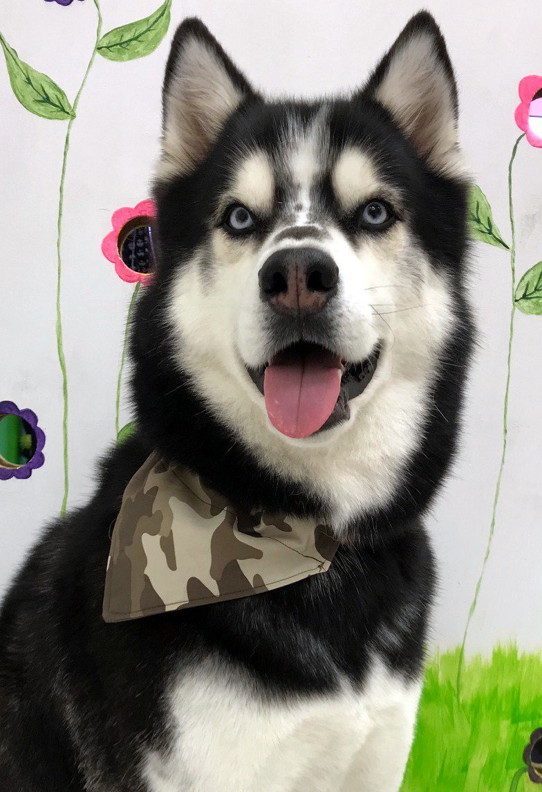 Me_n_Moms_'s tweet photo. ❤️Sabin❤️ is pawsitive he knows who the most handsome is! #heygoodlookin #tongueouttuesday #husky #woof #abbotsford #dog #grooming #professionalfunhaver #doublecoat #sheddingdog #snowdog #tuesday #tuesdaymorning https://t.co/z7W3BybYIR