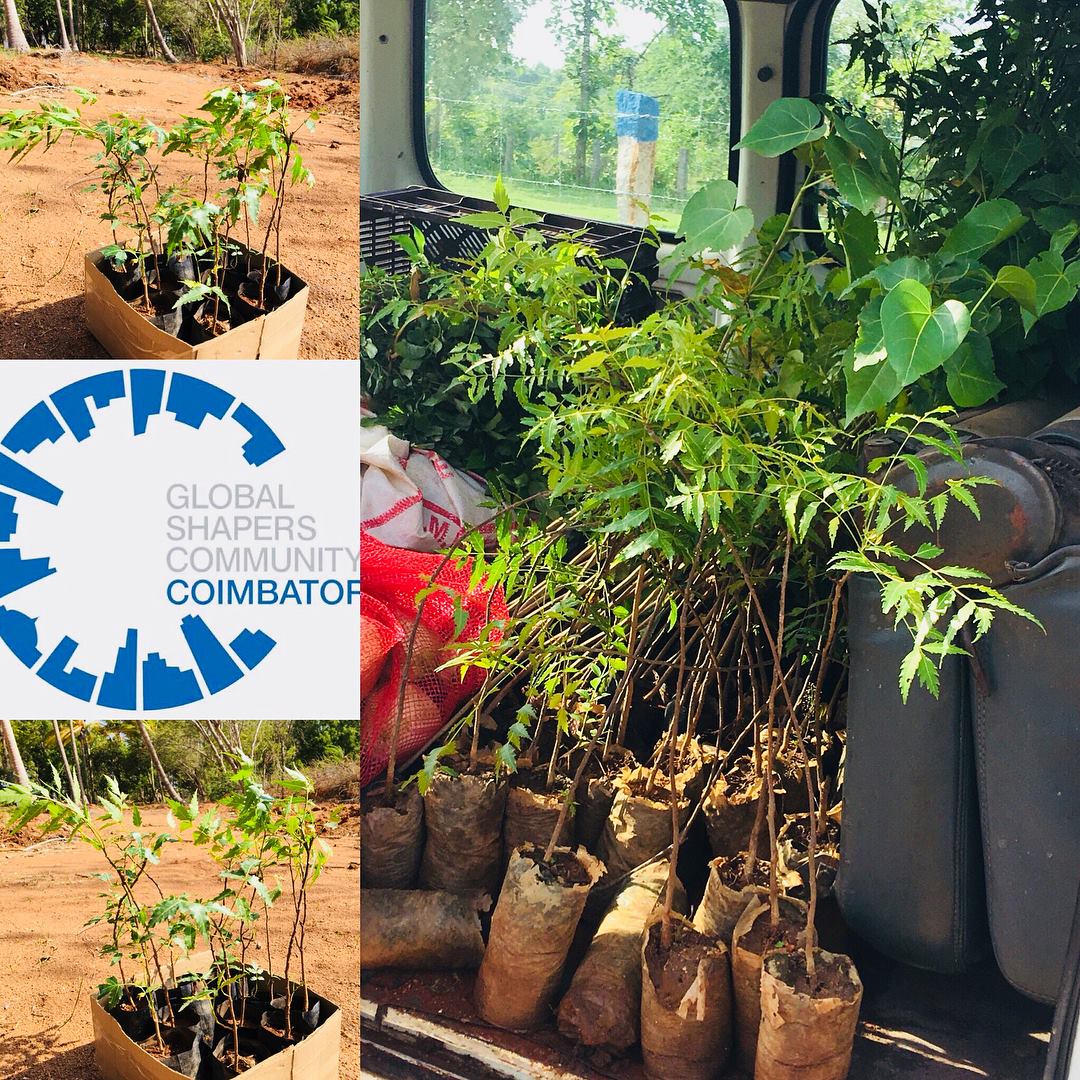 GS_Coimbatore's tweet photo. A small activity that we undertook in a 2-acre empty land by planting 100 saplings of Neem, Ashoka, Banyan, Teak, Guava, Peepal, Gooseberry &amp; Mango. This time we wanted the #nextgenerationkids to enter the field. 
#plantingtrees #greenindia #globalshapers #globalshaperscommunity https://t.co/8GxB5DIRNS