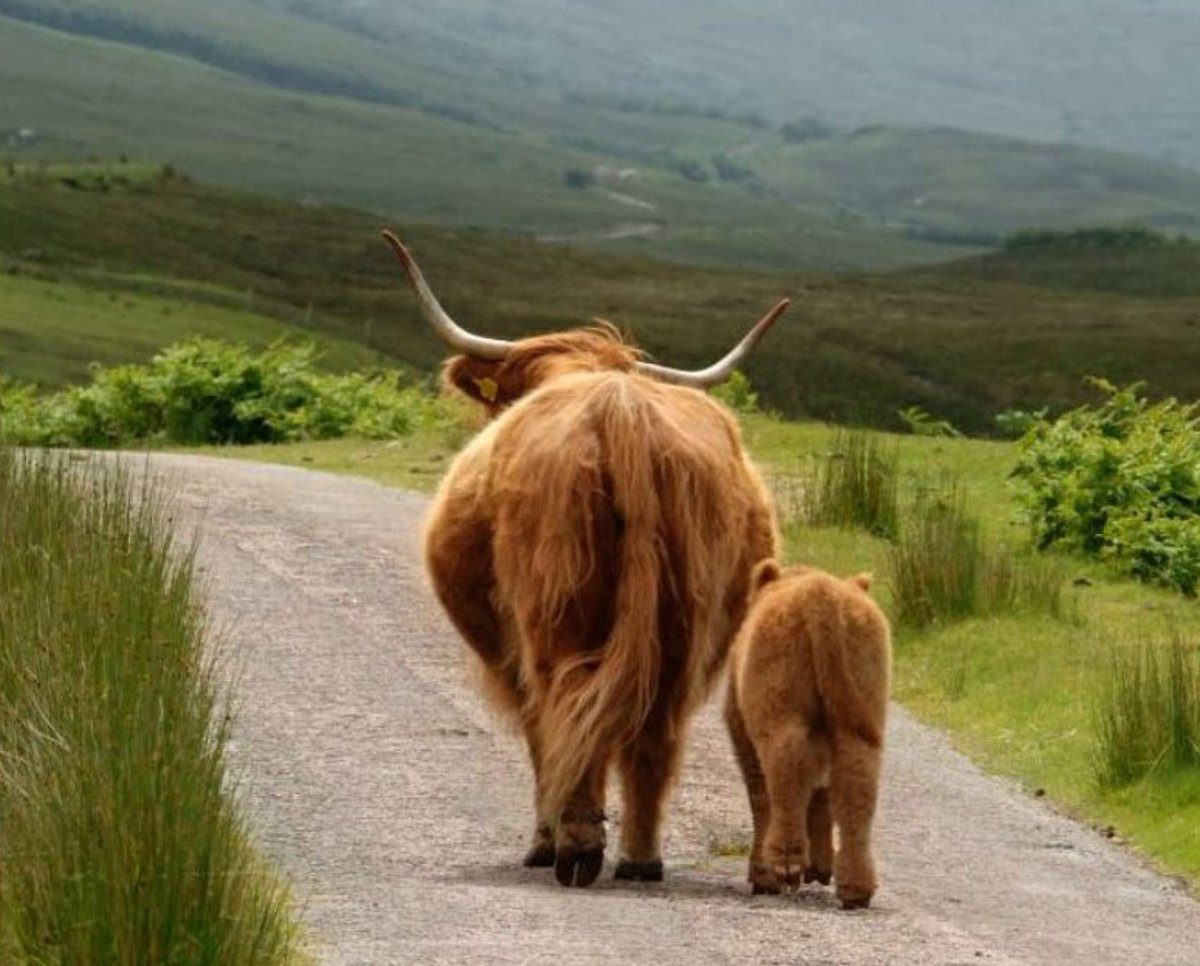 How much exploring have you done this summer? These two are clearly not finished yet! #discoverScotland #Coosday #TravelTuesday @VisitScotland @VisitCairngrms @VisitCairngrms