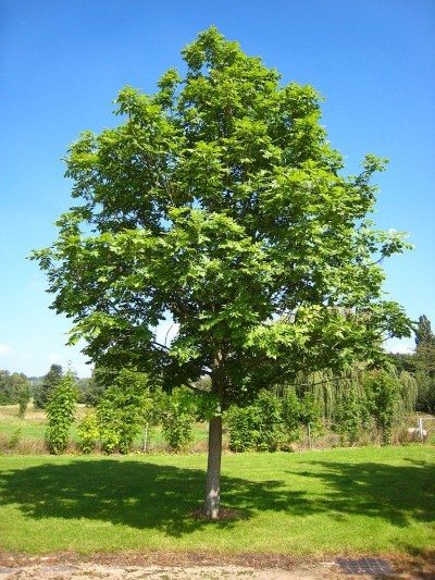 🌳 Did you know that the Ash tree - under the genus Fraxinus - can grow as tall as 80 ft? In Nebraska, it's common to find both green and white ash trees almost everywhere! Learn more → communityenvironment.unl.edu/ash-trees. #facts #TheMoreYouKnow #TuesdayThoughts