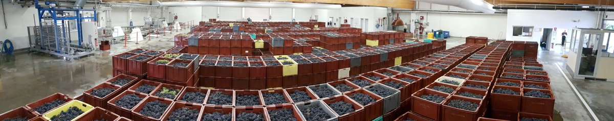 It's a full house at the Bollinger press-centre; 150 tons of grapes, all simply perfect #BollingerHarvest #InsideBollinger #Harvest2018