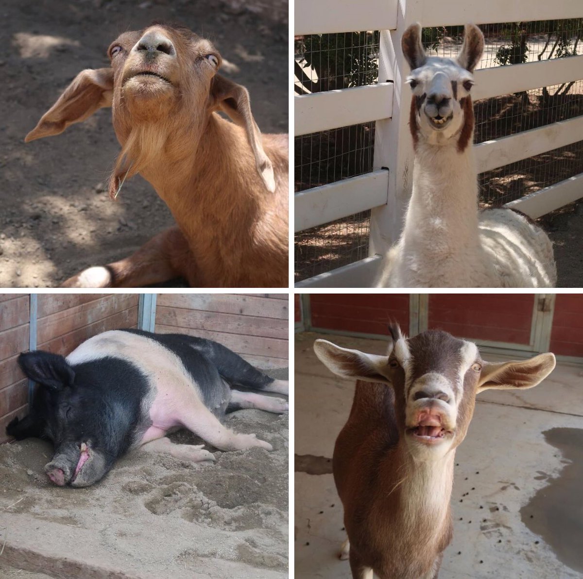 The Gentle Barn On Twitter Thank You For Your Face Book Birthday