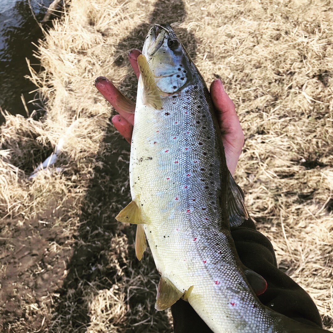 abanglers's tweet photo. Trout stream!! Shop our new apparel at https://t.co/sPk8PXnB8Y
-
-
#fish #fishing #fishinglife #fishingislife #troutfishing #bassfishing #stream #offshore #shoreline #gotem #bass #midwest #gopro #browntrout #lures #sponsor #abangler https://t.co/sYcPJDnhlB