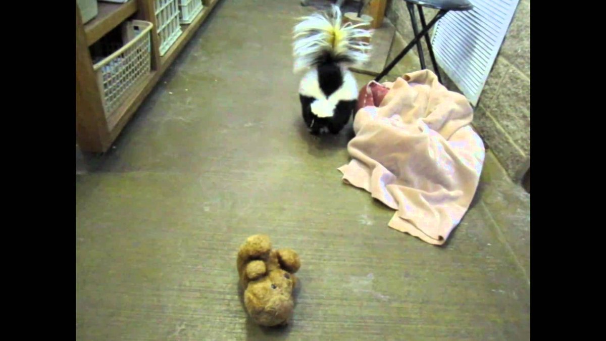 the_jizzle's tweet image. I love hiking alone, but the bears...
Is there anyway to train a skunk to hike? I'm thinking a skunk as a hiking buddy would be pretty dope. Nothing messes with a skunk. #vexations #hikingproblems