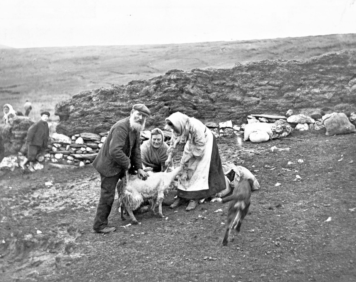 HighlandHistory's tweet photo. Sheep shearing at #Strathdearn, near #Tomatin

[photo: @edcentrallib] https://t.co/wX8179bAu2