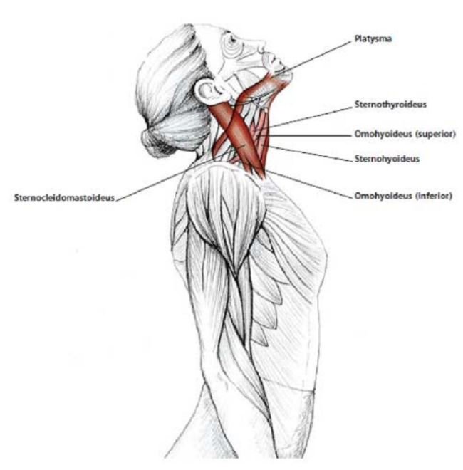 activeXbacks's tweet photo. Some neck exercises for when you feel a bit stiff around your neck and shoulders, try these easy exercises, slow and aware of your posture -to avoid even more pain! Alternatively, you may also come and see us for a massage!! #neckandshoulders #checkyourposture #ActiveXhealth https://t.co/KorrCh5WWh