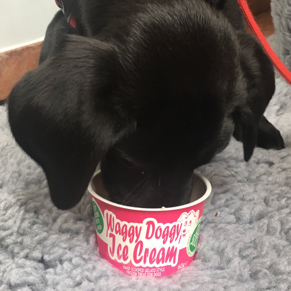 LincolnLabrador's tweet photo. I had my first invitation to #brunch today. The big human says trips out with @paula_in_chi always include #dessert. And it did! We went to @SlindonForge and I had some @waggydoggydoo #doggyicecream and it was delicious! #LabradorThatLunches #TheTubIsntEdible #TriedToEatItAnyway https://t.co/4VVio6Je3i