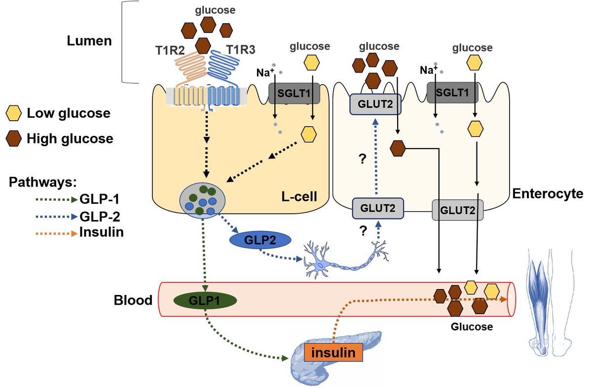 MolMetab's tweet photo. #T1R2 receptor-mediated #glucose sensing in the upper #intestine potentiates glucose absorption through activation of local regulatory pathways
#GLP2 #GLUT2 #sweettastereceptor
https://t.co/AtkPXmlD3e https://t.co/9WwcqSkCK8