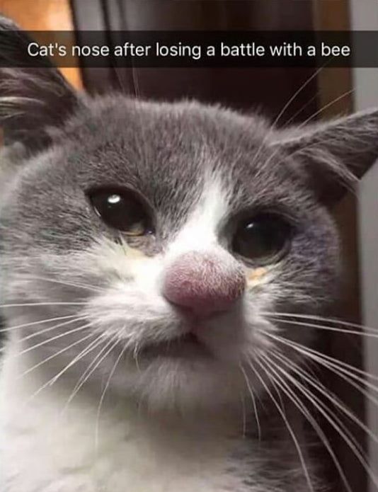 Rudolph the red noised cat
9gag.com/gag/azXp40z?re…