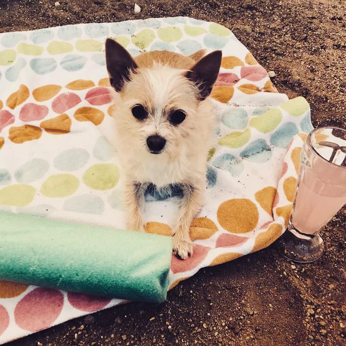 yummypets's tweet image. Buddy had a fantastic weekend sharing a picnic with his fave hoomans ☀️ Come share the fun with him here: yummypets.com/pets/389956 #summerpets #summerdog #yummypals #yummypets