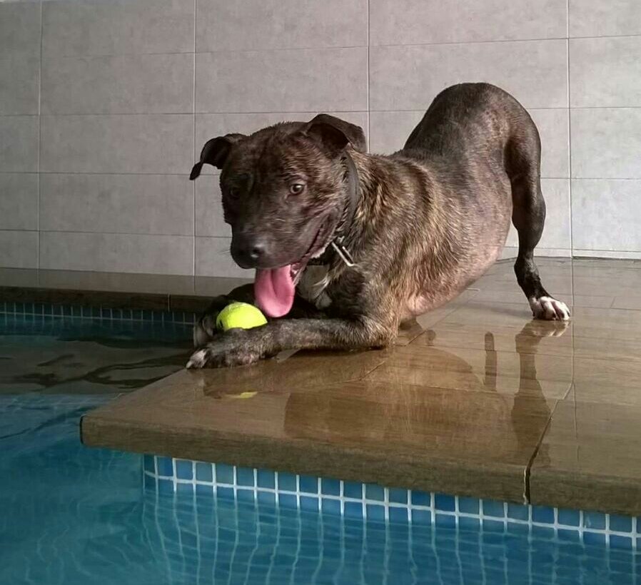 barcelona_cat's tweet photo. Us presentem el Hulk, 4 anys #BuscaAmo. És molt carinyós i necessita molta activitat. #animalsdecompanyia #AdoptaBCN https://t.co/fwMTocmUS1 https://t.co/LWhjWkubeT