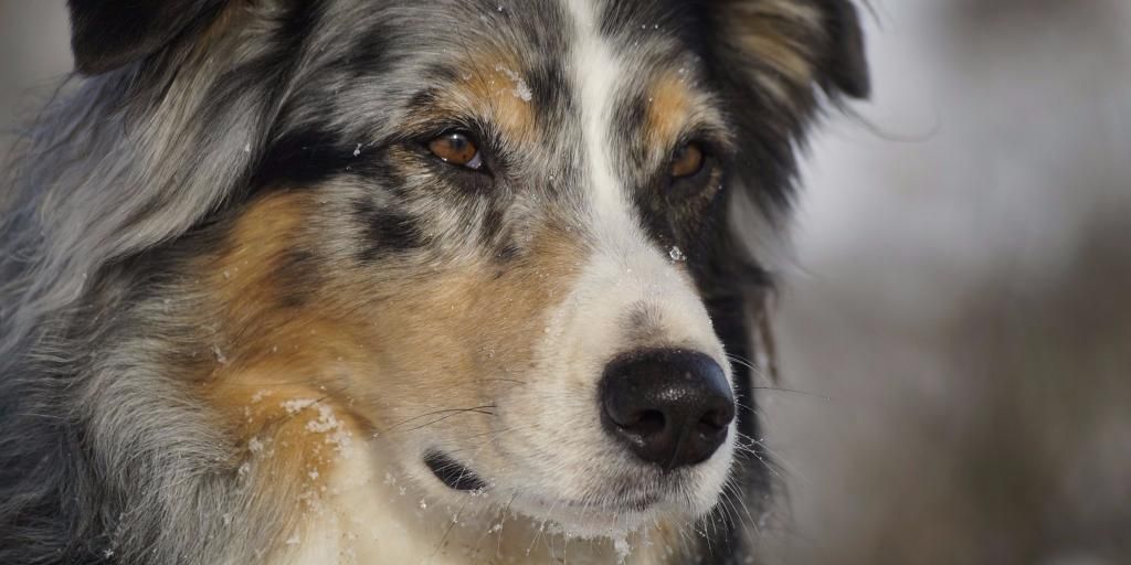 Jenniferkmille's tweet photo. What is the best #dogfood For an #AustralianShepherd? A guide to nutritional needs, health problems &amp; ingredients - https://t.co/DmiDOcUGUg https://t.co/CsMzFHgd4T