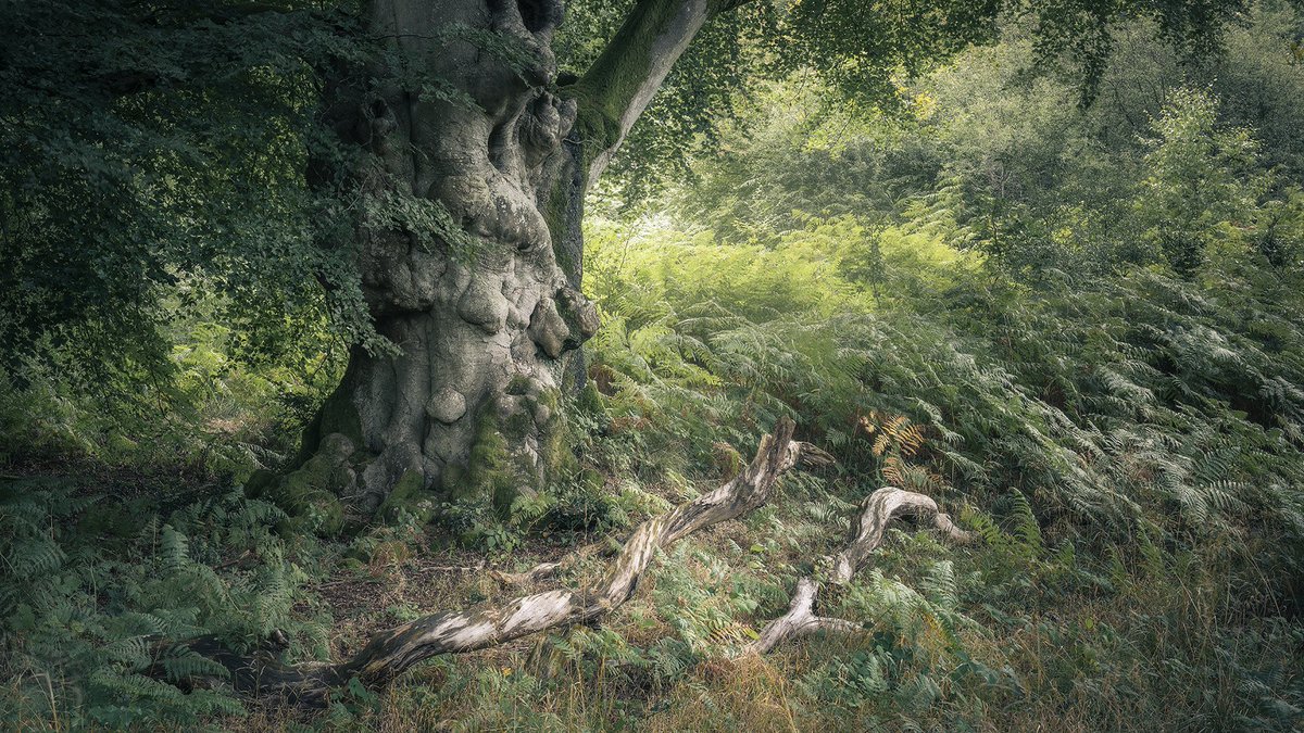 tobchasinglight's tweet photo. Spent the bank holiday weekend re-familiarising myself with some familiar locations and discovering some new one's in preparation for my autumn woodland workshops. https://t.co/I9FaBxdrxi https://t.co/xDX9apCQZJ