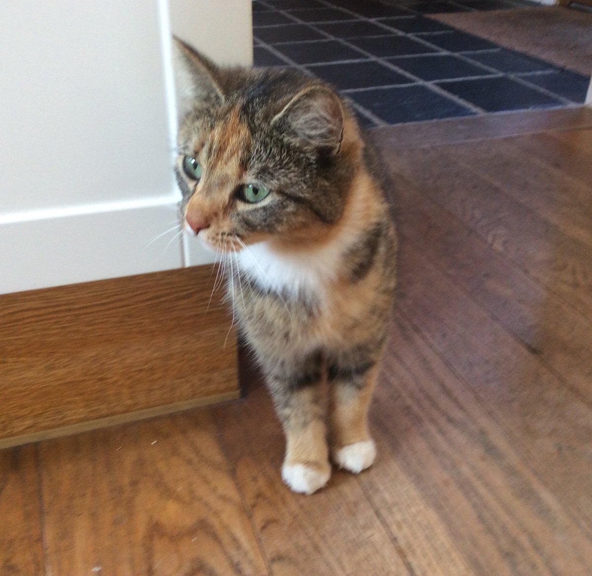 moretoncat's tweet photo. @Archie_Puss @TreasuryMog Oh yes Archie I try very hard to be kind to Maisie #learningcompassion π» Here she is sneaking in ! https://t.co/5FTu5lGhLO