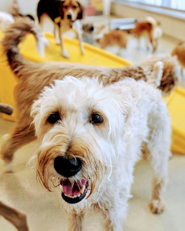 foxandfinchapts's tweet photo. When @ddlseattle is your neighbor, there's no excuse NOT to have an apartment dog! Bring your furry family to your home at Fox and Finch. #Repost from @downtowndoglounge on Instagram.
#seattledogs #foxandfinch #foxandfinchapts https://t.co/asrEBK7fwv