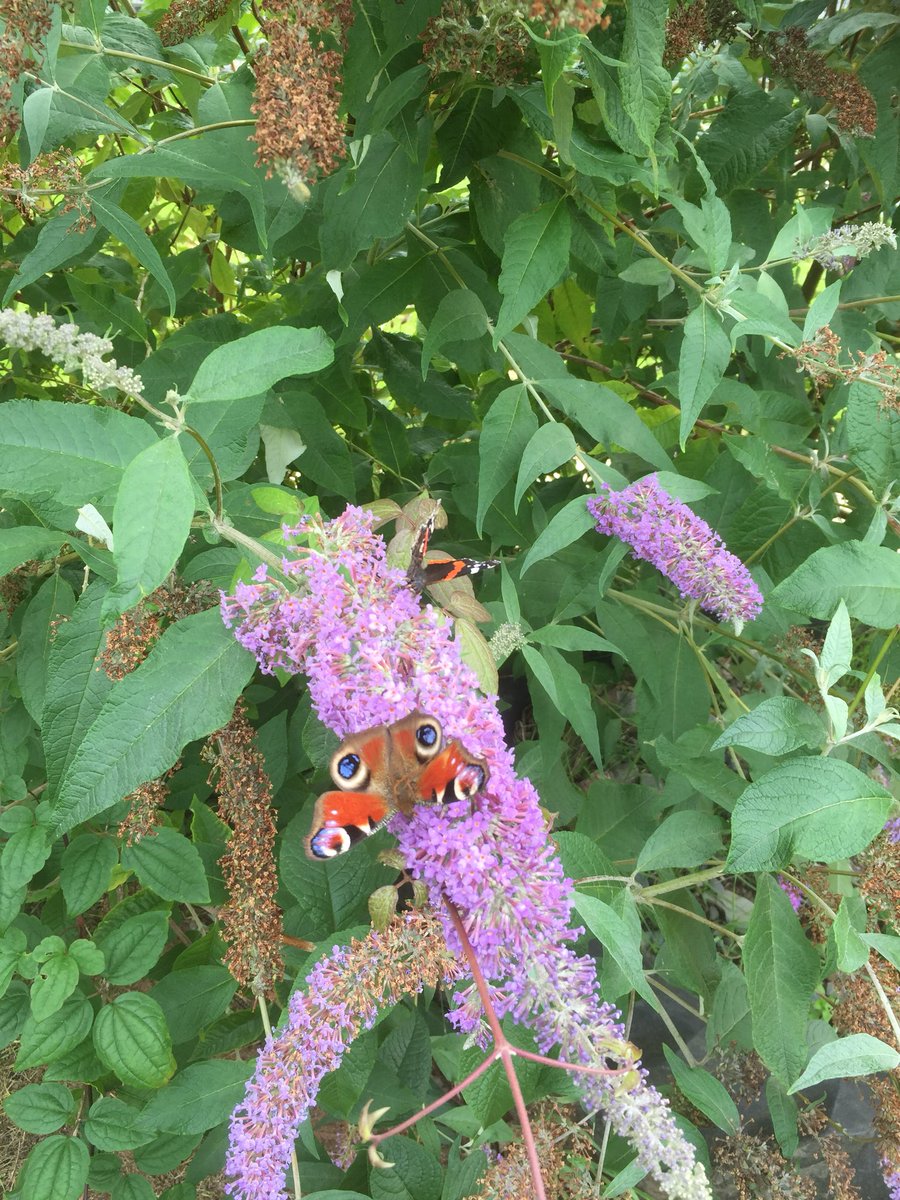 GatehseNursery's tweet photo. We spotted some beautiful butterflies in our garden this afternoon. #earlylearningchildcare #wildlife https://t.co/wfxXEkm6xi