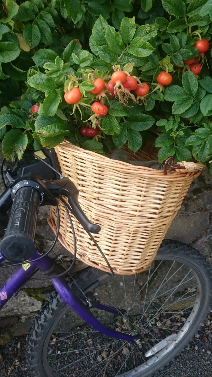 Jacque_line_S's tweet image. #Foragingfun baskets full of free fruit,  40 x the vitamin C of an orange, now a syrup in a bottle