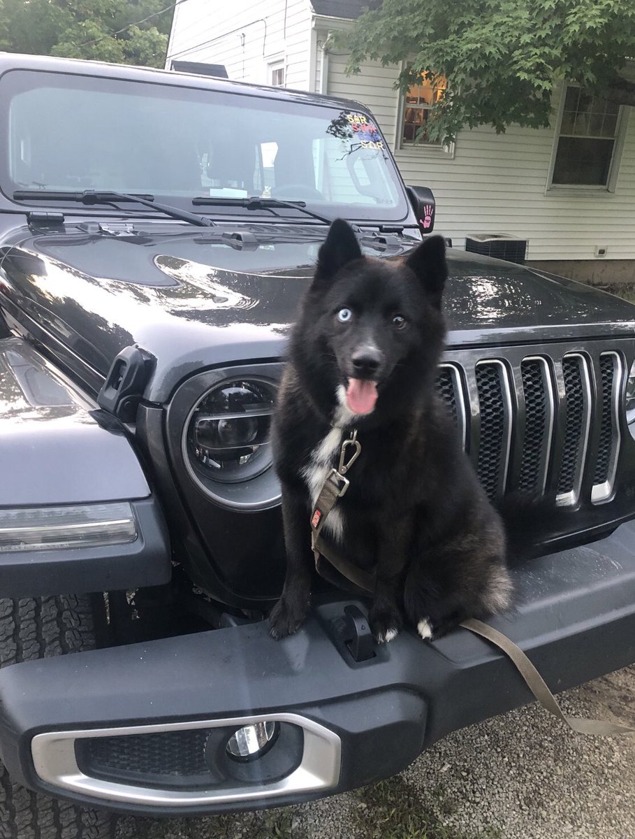 wranglerbabes's tweet photo. 📸 @stella_jlu 
@JeepBuilds @JeepMafia_ @thefacesofjeep @THEJeepMafia @PunisherJeeps https://t.co/zySSqx3o38