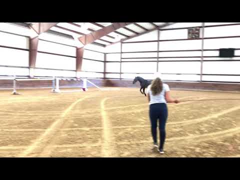 SLS_Shows's tweet image. New post (LEADING NOTE "Lennie") has been published on Swan Lake Stables - swanlakestables.com/2018/08/28/lea…