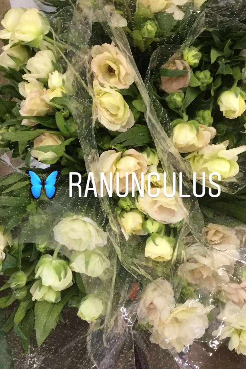 StevensandSon's tweet photo. #ButterflyRanunculus #Ranunculus #Butterfly #StevensAndSon #StevensAndSonWholesaleFlorist #WholesaleFlorist #WholesaleFlowers #Florist #Flower #Flowers #Colorado #ArvadaColorado #ColoradoWholesaleFlorist #ColoradoWholesaleFlowers #ColoradoFlorist #FreshFlowers https://t.co/b4f4cPAgAJ