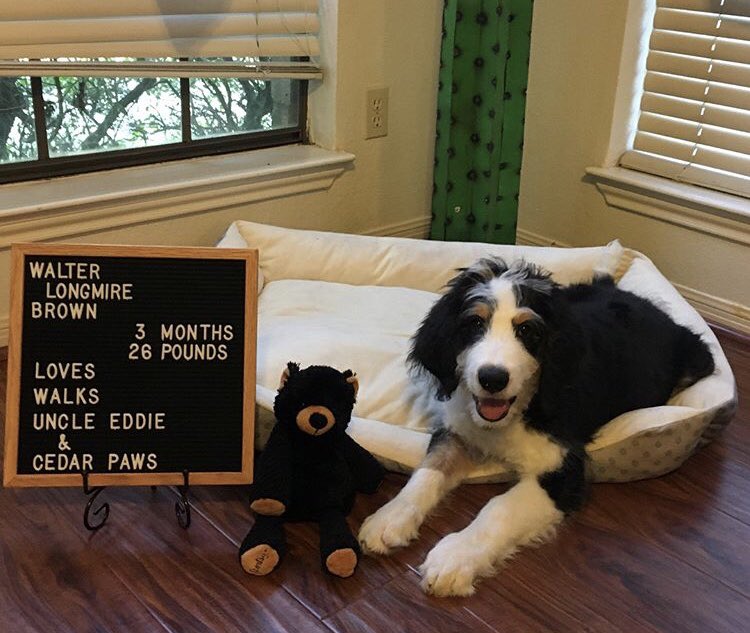 Cedar Paws Pet Care is now open for business. Check out our website to see our Labor Day special. All holiday fees are waived!#petsitter #cedarpark #leander #supportlocal #newbusiness