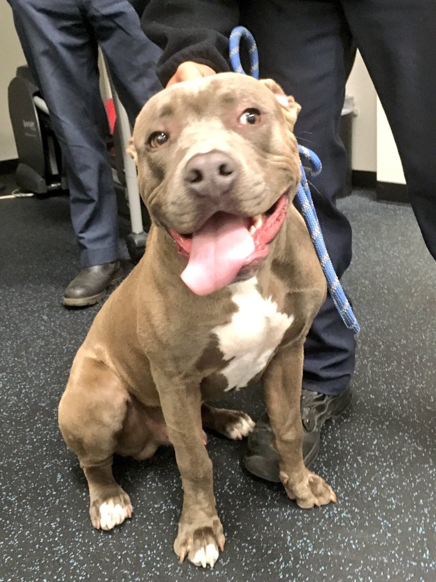 Update: Just talked to our friends @AnimalServices regarding this happy pup, found by E34’s crew. No chip & hasn’t been claimed. After 48 hours, he will likely go up for adoption. Please re-tweet as we want this good boy to find a loving home! Go here: jointanimalservices.org/adopt-a-pet/
