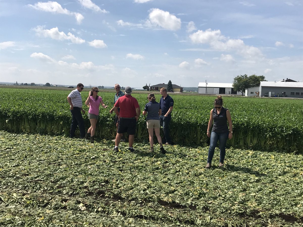 Crop tour of Holland Marsh.  Learning of the different crops #allianceagriturf #hollandmarsh #celery #croptour