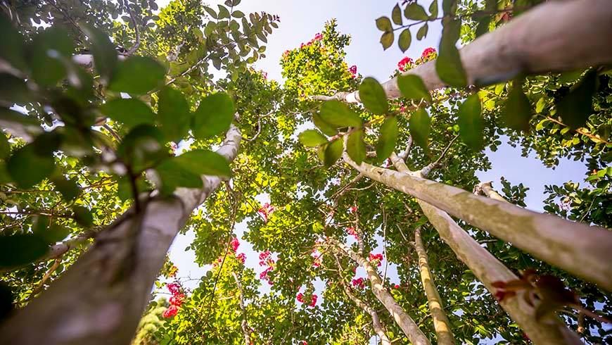 Have you signed up for our Crepe Myrtle Pruning Class and Demonstration? Spots are limited and filling up fast!! We have one coming up on September 22nd at the JC Raulston Arboretum. Find out how to avoid crepe murder! Register here: buff.ly/2wm5bBv