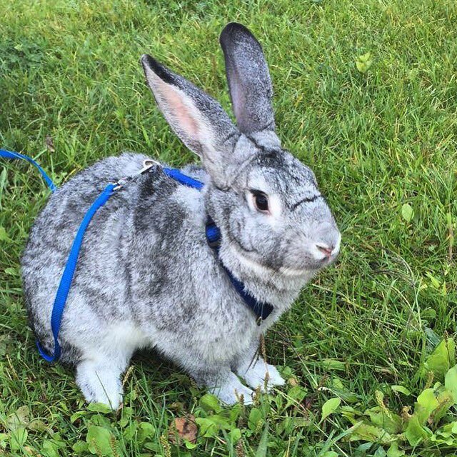 SDSU_BYC's tweet photo. 5 1/2 hours left!! We just got 1% closer to reaching our goal of $2500. Please donate to new student cowbells today! @CoughlinRabbit would really appreciate your help! https://t.co/QoD7UrqBJj