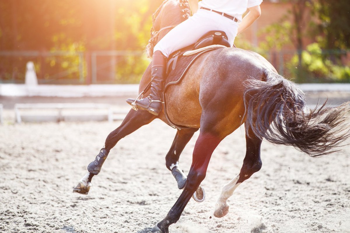 cbsbioplatforms's tweet photo. Game changer for equine stress reduction? "The pretransport management of stress in performance horses," via Journal of Equine Veterinary Science: https://t.co/EGNwMPcoIt @destress_equine #equine #equinenutrition #equinehealth https://t.co/YtVuTRpzgx
