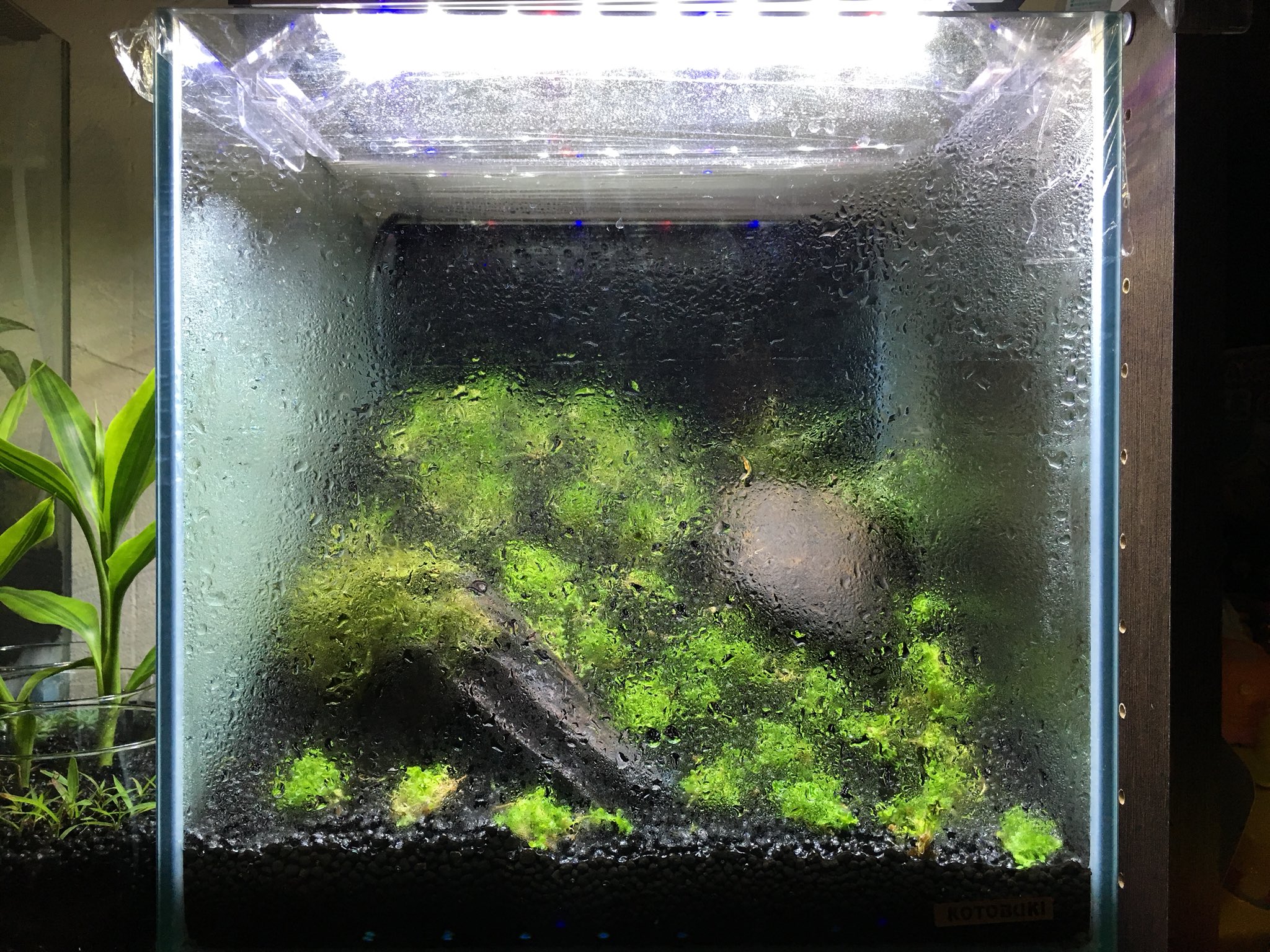 Lio アクアリウム垢 Lio Twitter