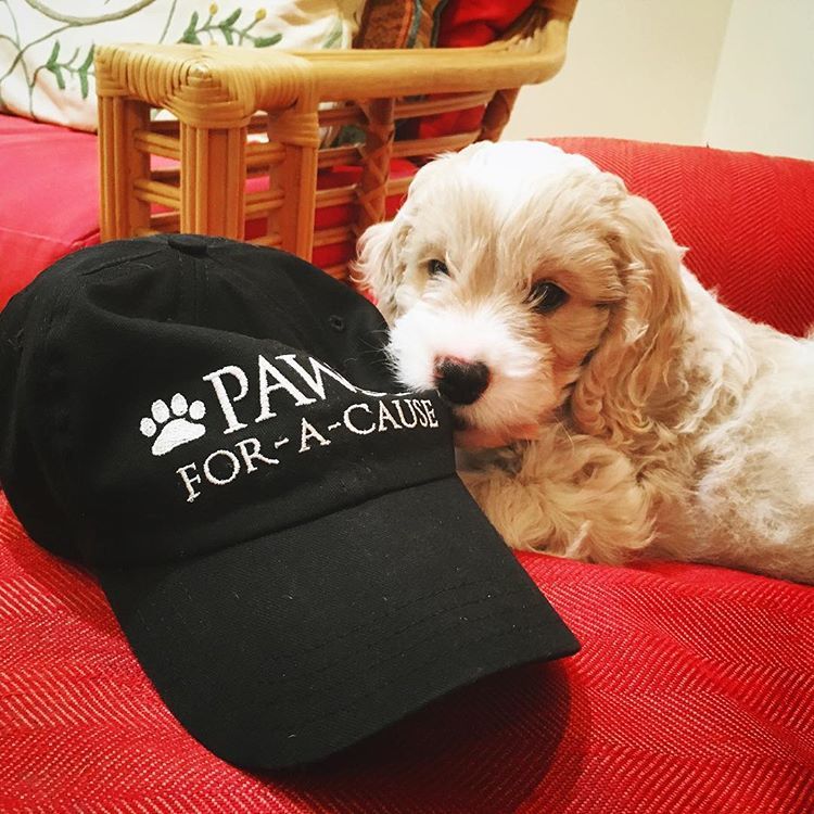 Paws For A Cause tweet media