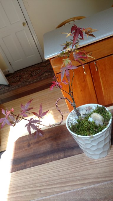My first attempts at Bonsai 🌳🍁🌞🎎🎑✂️ https://t.co/rj3c6N203L<a href="/tag/lovemyjob"class="tags"><span>#lovemyjob</span></a><a href="/tag/blessedandgrateful"class="tags"><span>#blessedandgrateful</span></a>